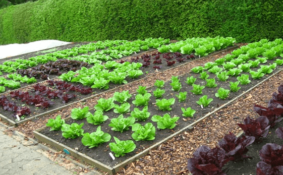 Vegetable garden: 4 tips for better cultivation