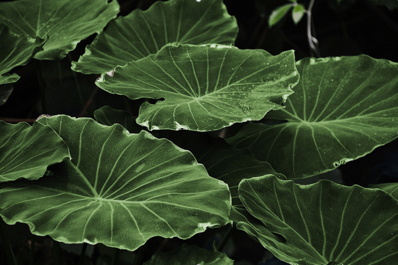 Why do leaves on plants turn black: