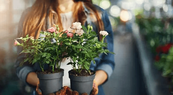 Κηπουρική για αρχάριους: Οδηγός για να ξεκινήσετε