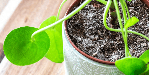Why does potting soil turn white?
