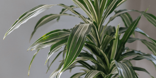 5 indoor plants that need minimal watering