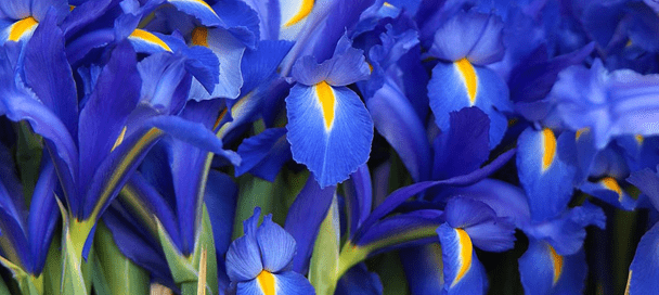 13 plants with light blue and blue flowers