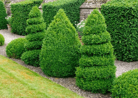 Boxwood, a shrub with easy configuration for flower beds or pots