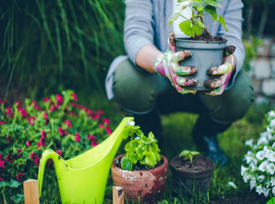 4 Benefits that gardening can give you