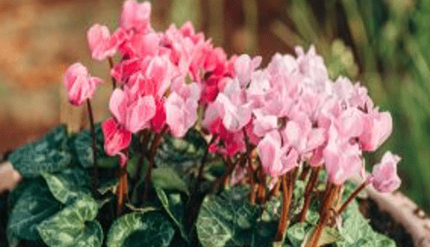 15 ornamental plants that tolerate shade