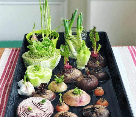 5 Vegetables You Can Grow Using Leftovers