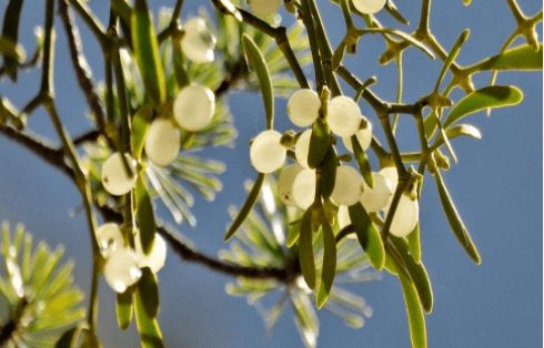 Mistletoe or mistletoe, a special Christmas plant