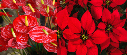 Home decoration with anthurium and poinsettia