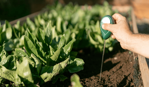 What is soil pH and how do we improve it?
