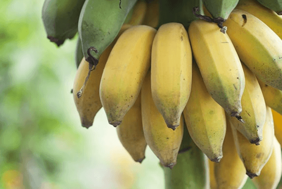 Banana cultivation in the garden and in the pot