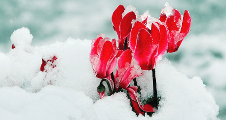 How do we protect plants from cold, snow, frost?