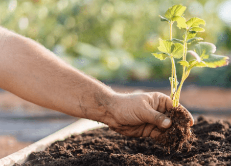 Gardening without digging