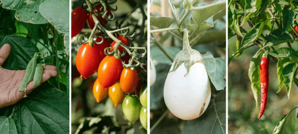 21 καλοκαιρινά λαχανικά για καλλιέργεια σε κήπο και γλάστρα