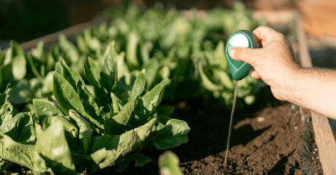 Μαγγάνιο: Τι προσφέρει ως λίπασμα σε φυτά και καλλιέργειες