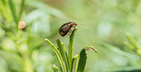Treatment for rosemary beetle