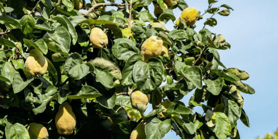 Seven fruit trees for mountainous areas