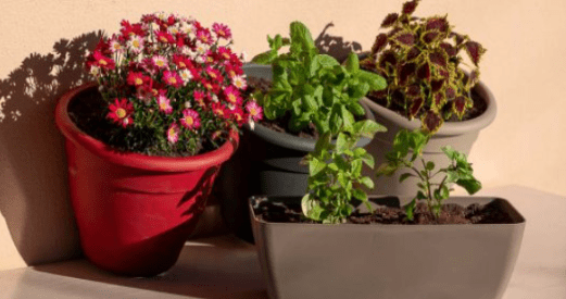 5 μυστικά για τη μεταφύτευση φυτών σε γλάστρα