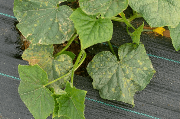 Treatment of downy mildew of cucumber