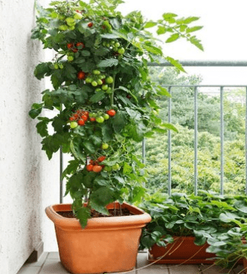 How to successfully plant vegetables on a balcony in the city