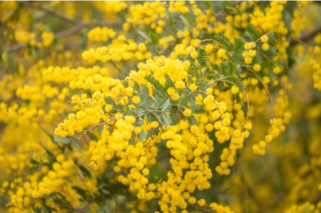 Nice Mimosa: a lovely plant with yellow flowers