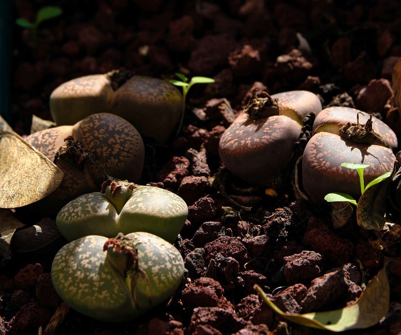 Lithops: Pebble-like plants: