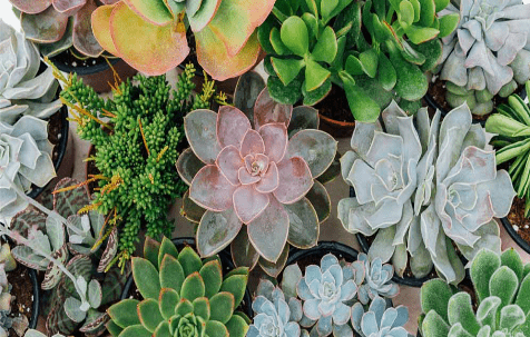 We suggest succulents to decorate your home