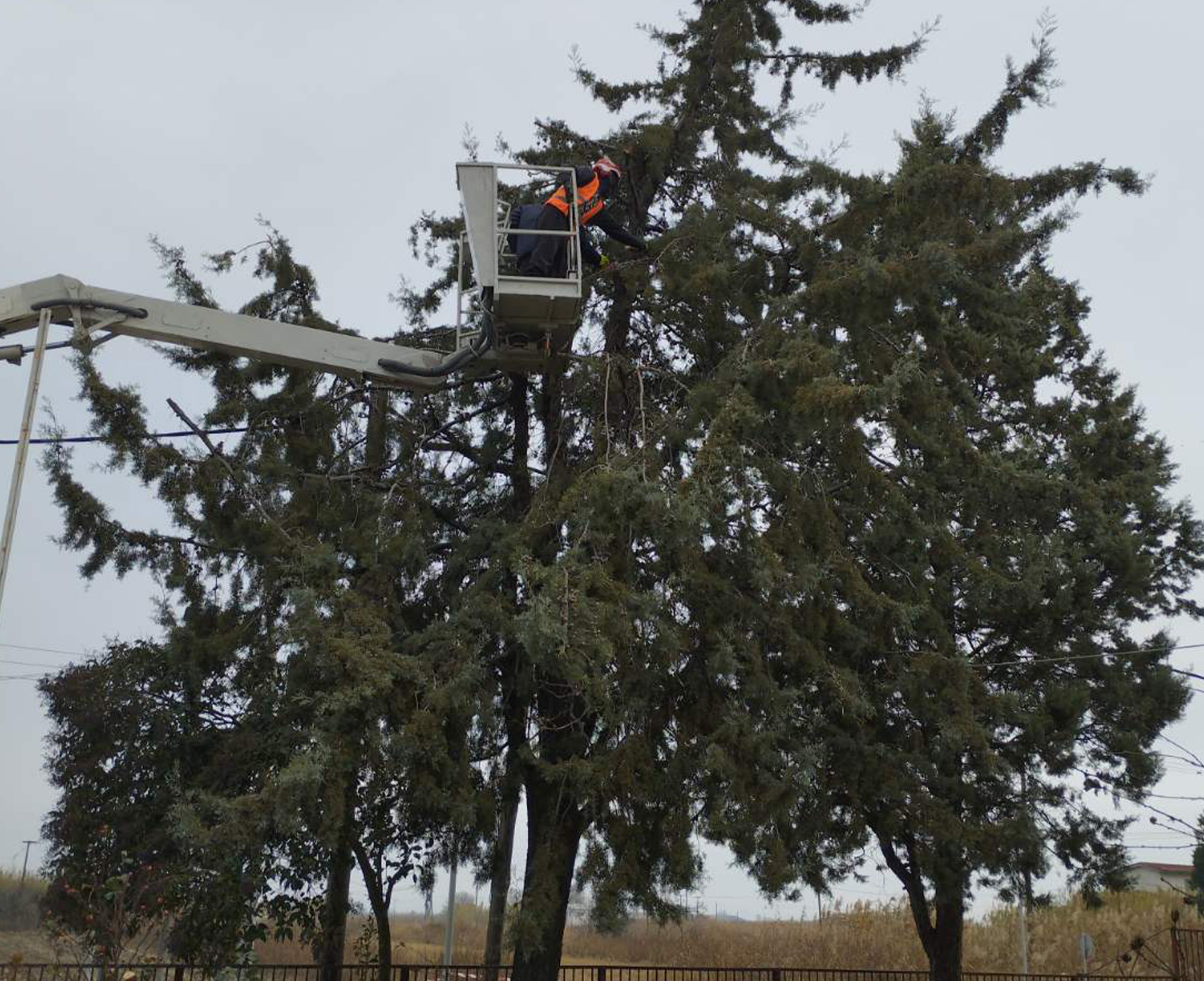 Complete tall tree pruning and care services from GreenMasters