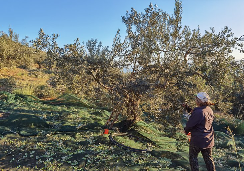 The olive picking